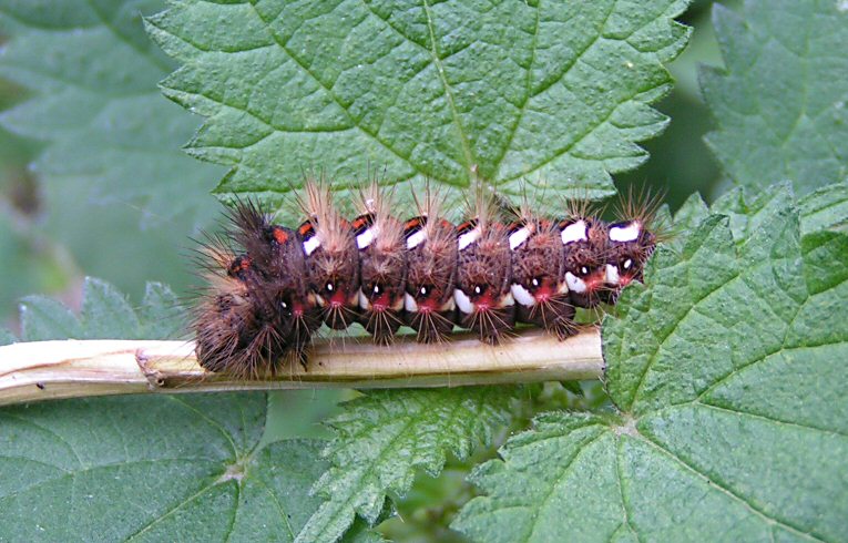 Yellow-tail caterpillar